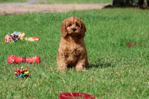 Gorgeous First Generation Cavoodle Puppies