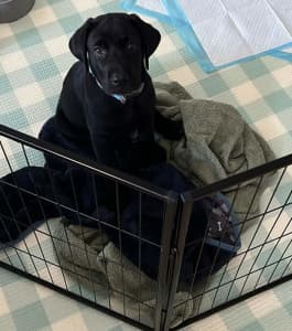 Labrador puppy approximately 9 weeks old black