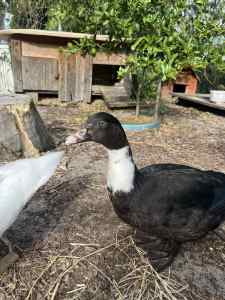Muscovy ducks for sale