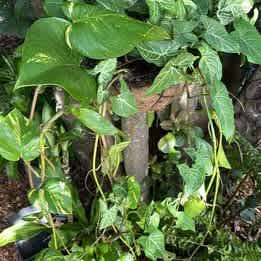 Devils ivy/arrowhead plant in hanging pot