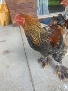 Brahma Roosters and Pekin rooster 7 months old