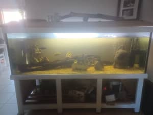 6ft by 3 ft fish tank