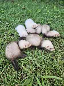 Handraised baby ferrets