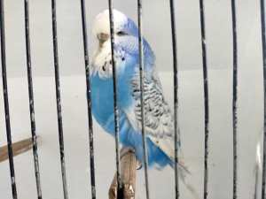 2 large clubrung english show budgie females 