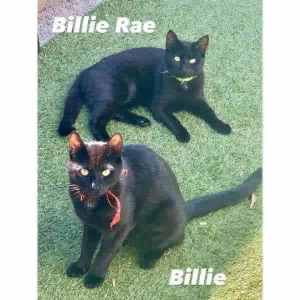 9420/19: Billie/Billie Rae- CATS for ADOPTION - Vet Work Included