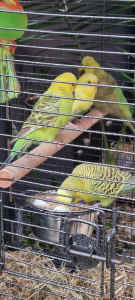 4 x Budgies with cage