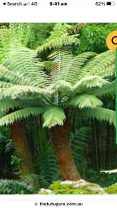 Wanted: Wanted tree ferns