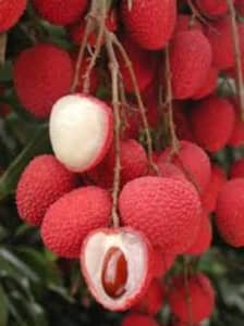 LYCHEE FRUIT TREE (Litchi Chinensis )Organically grown Plants