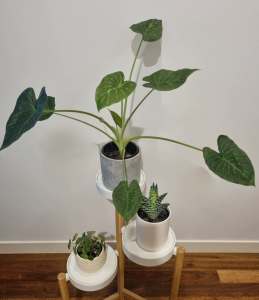 Alocasia Plant Succulent Bundles
