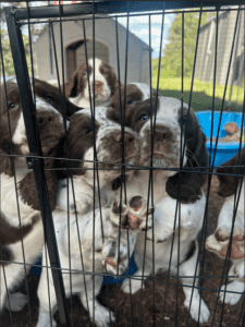 English Springer Spaniel Puppies