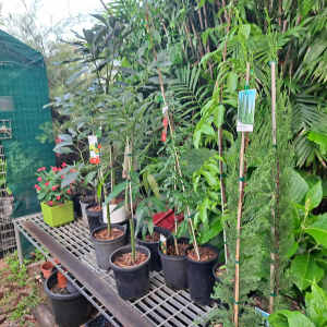 Fruit trees succulents and plants from $5.00 each 