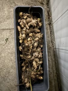 100% organic ginger for sale