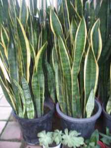 Large mother in law tongue plants, buy 10 get 1 free