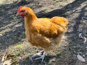 Buff Orpington roosters & Splash Australorp Roosters