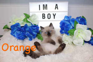 DESEXED & VACCINATED 1x Male Ragdoll Kitten READY NOW for his home!