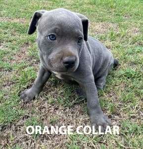 Blue English Staffordshire Bull Terrier Puppies