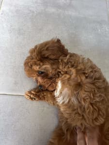 Toy cavoodle puppy 