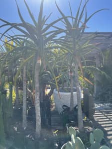 Aloe Barberae Advanced aloe trees 100L Berry Shoalhaven Area Preview