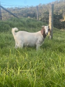 Full blood billy goats for sale