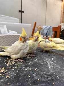 Hand Raised Baby Cockatiels To Be Friendly House Pets