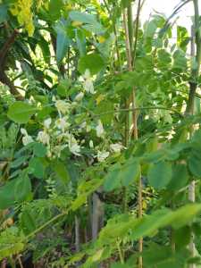 Price Reduced!! Miracle Moringa. Super healthy! Flowering Now!
