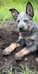 1 male Purebred blue cattle dog puppy 