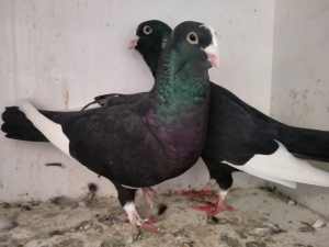 Dewlap pigeons for sale 