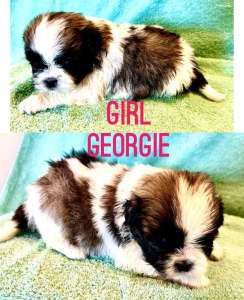 “PUREBRED” SHI TZU PUPPIES X 4 from $1300