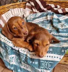 DACHSHUND PUPPIES (ALL SOLD)