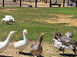 Geese Forsale