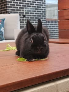 (negotiable) Pure-bred Netherland Dwarf Bunnies