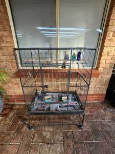 3x Budgies including cage