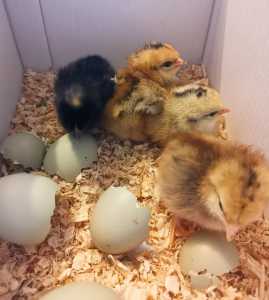 UPDATED: Day Old Easter Egger Chicks & Marans Cockerel
