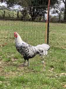 Blue Speckled Hamburg Roosters x 2