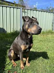 2yrs old Kelpie x Staffy pup for sale