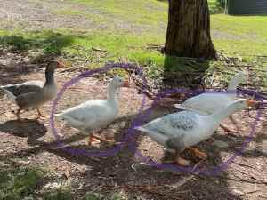 2 x Male Pet Geese - need to be rehomed