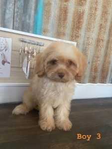 Cavoodle puppies ready now 