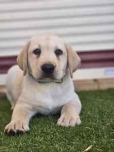 Purebred Labrador puppies 8 weeks old males and females