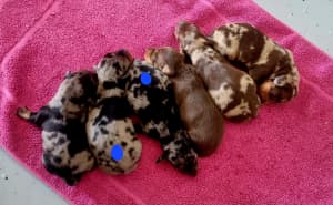 Miniature Dachshunds 2 Silver Dapple Males Available 
