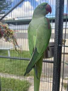 Alexandrine Male and Female Tamed
