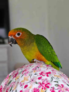 18 month old Hand raised St Thomas Conure with cage Price Reduction 
