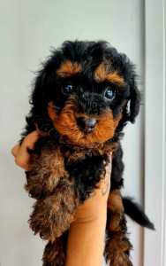 Purebred Toy Poodle puppies