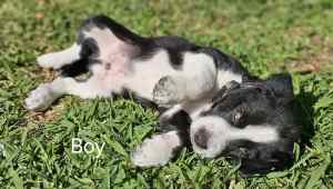 Border Collie x Beagle puppies