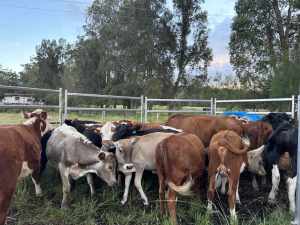 Cattle for sale job lot