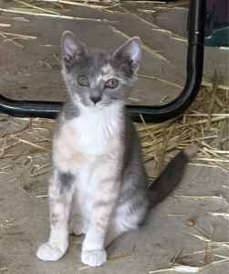 Female & male kittens available