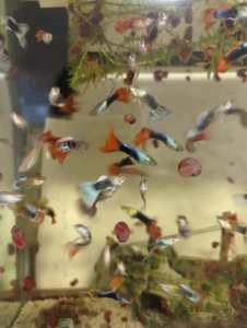 Guppies. Great fish for ponds or aquariums