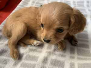 Cavoodle x Cavalier Puppies for sale 3 male and 3 female