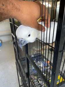 Cage for cockatoo