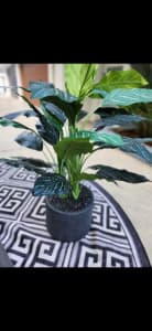 Large Calathea Faux Real Touch Plant in Pot Bundall Gold Coast City Preview