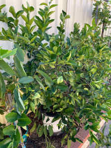 Lime Tree Tahitian Lime Variety) 3-4 years old $299